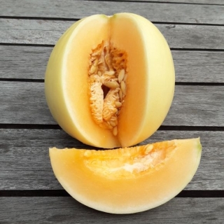 Дыня Подмосковное угощение F1