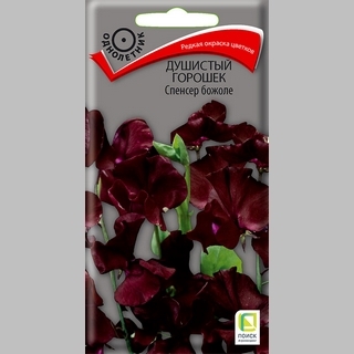 Горошек душистый Спенсер божоле