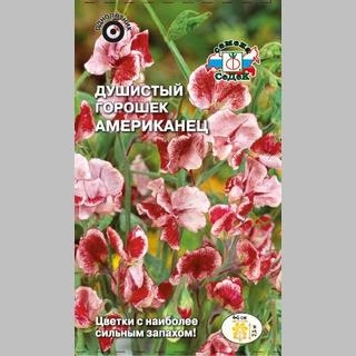 Горошек душистый Американец