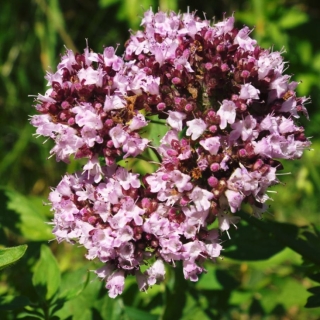 Душица Фея (орегано)