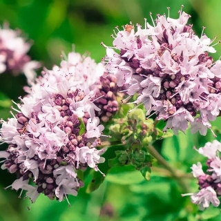 Душица Надежда (обыкновенная)