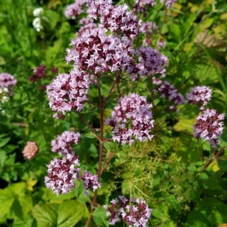 Душица Розамунда