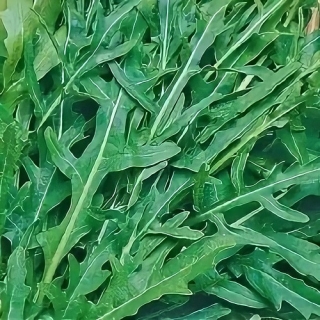 Двурядник Оливетта (тонколистный)