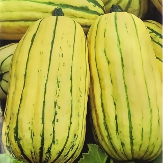 Тыква Дынька F1