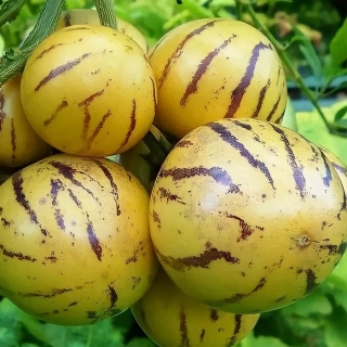 Дынная груша Консуэло (пепино)