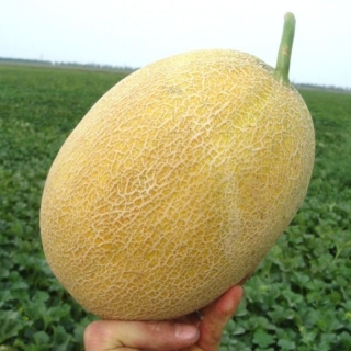 Дыня Алтайская Скороспелая (большой пакет)