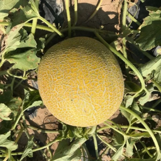 Дыня Галия зеленая F1
