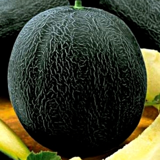 Дыня Черный принц