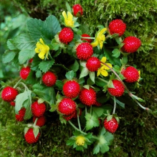 Дюшенея Тутти Фрутти индийская