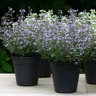 Душевик Горная мята Марвелетт Голубой