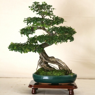 Дзельква Японская Пильчатая (большой пакет)