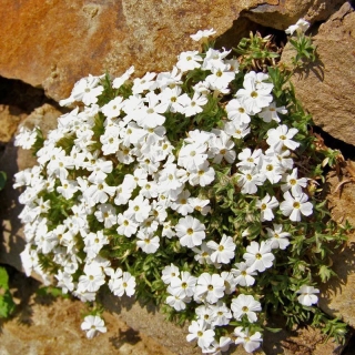 Гутчинзия Ледяные брызги альпийская