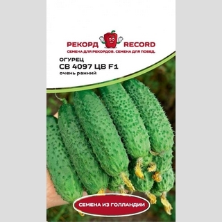 Огурец СВ 4097 ЦВ F1