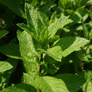 Мята болотная Соня