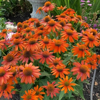 Эхинацея Артисан Софт Оранж F1