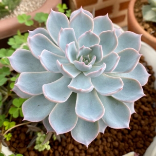 Эхеверия Десмета