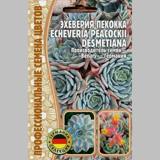 Эхеверия Пекокка (большой пакет)