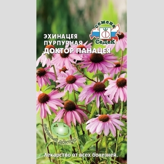 Эхинацея Доктор Панацея пурпурная