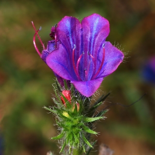 Эхиум Майя смесь