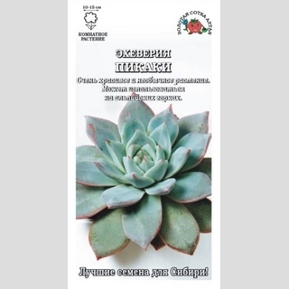 Эхеверия Пикаки