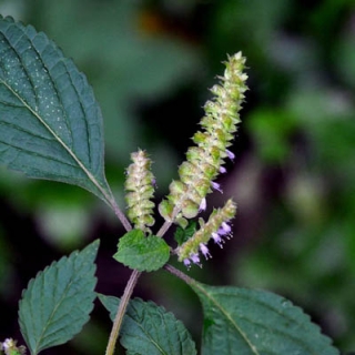 Эльсгольция Пряность (большой пакет)