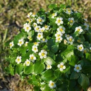 Экзакум Midget White родственный (большой пакет)