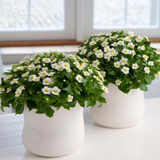 Экзакум Принцесс Вайт