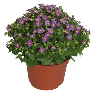 Экзакум Ромео (Семена Профи)