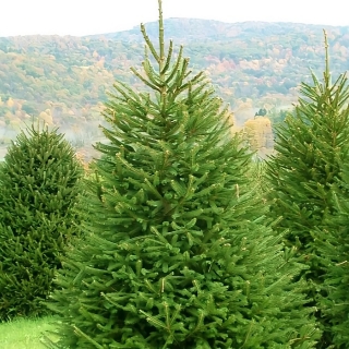 Ель Заповедные дали обыкновенная