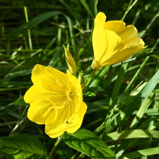 Энотера Желтая свеча