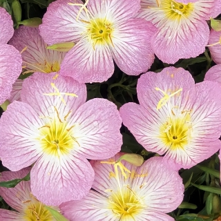 Энотера Розовая мечта