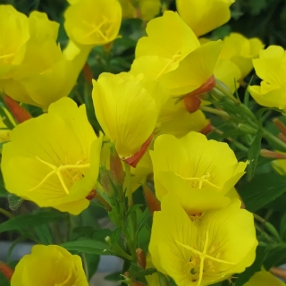 Энотера ламарка Королева ночи