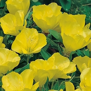 Энотера Ночная свеча