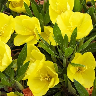 Энотера Сольвейг миссурийская