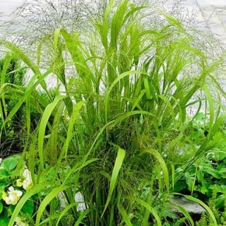 Эрагростис изящный Искорки