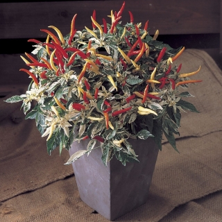 Перец Ушу F1 декоративный