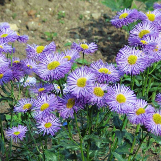 Мелколепестник Зонтик голубой