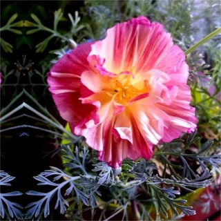 Эшшольция Роза Романтик (калифорнийская)