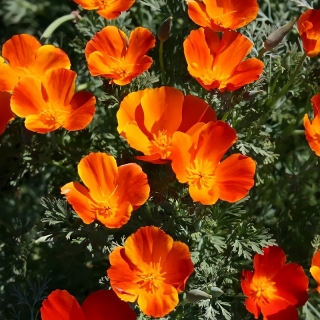 Эшшольция Микадо калифорнийская