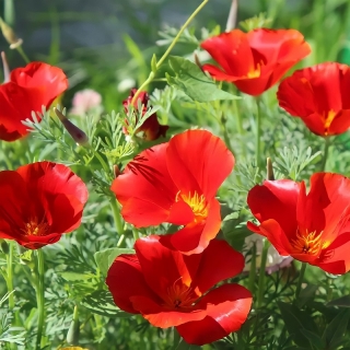 Эшшольция Клюквенный морс