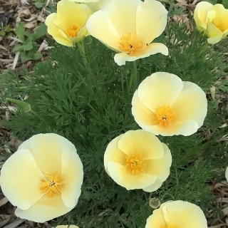 Эшшольция Малибу