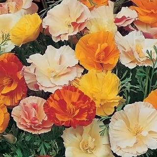 Эшшольция Вендетта смесь