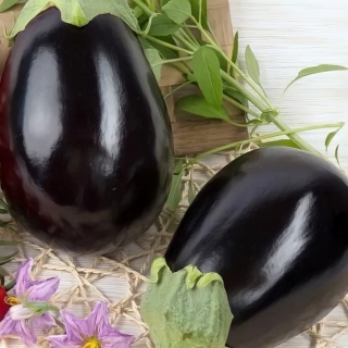 Баклажан Эскимо F1