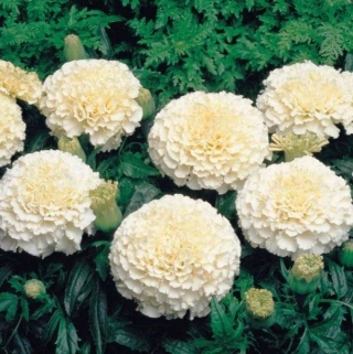 Бархатцы Эскимо