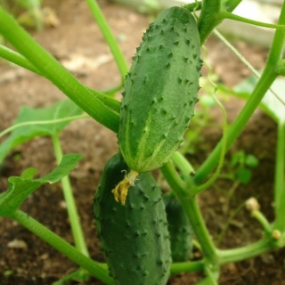 Огурец Эскимос F1