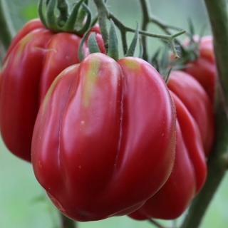 Томат Этуаль