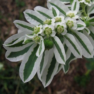 Эуфорбия Вологодское кружево (молочай)