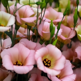 Эустома Твинки F1 Розовый