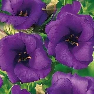 Эустома Фламенко F1 голубая