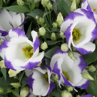 Эустома Сапфир F1 Бело-голубая